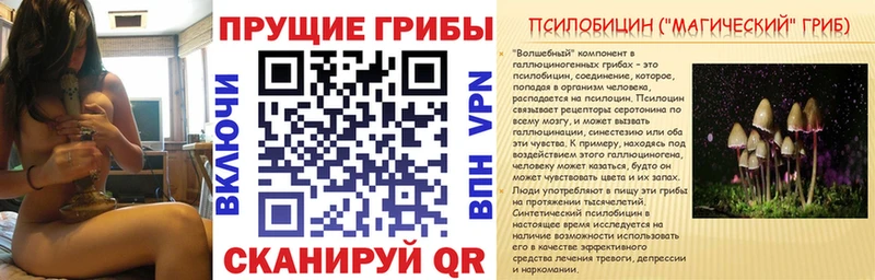 Галлюциногенные грибы Psilocybine cubensis  Светлогорск 